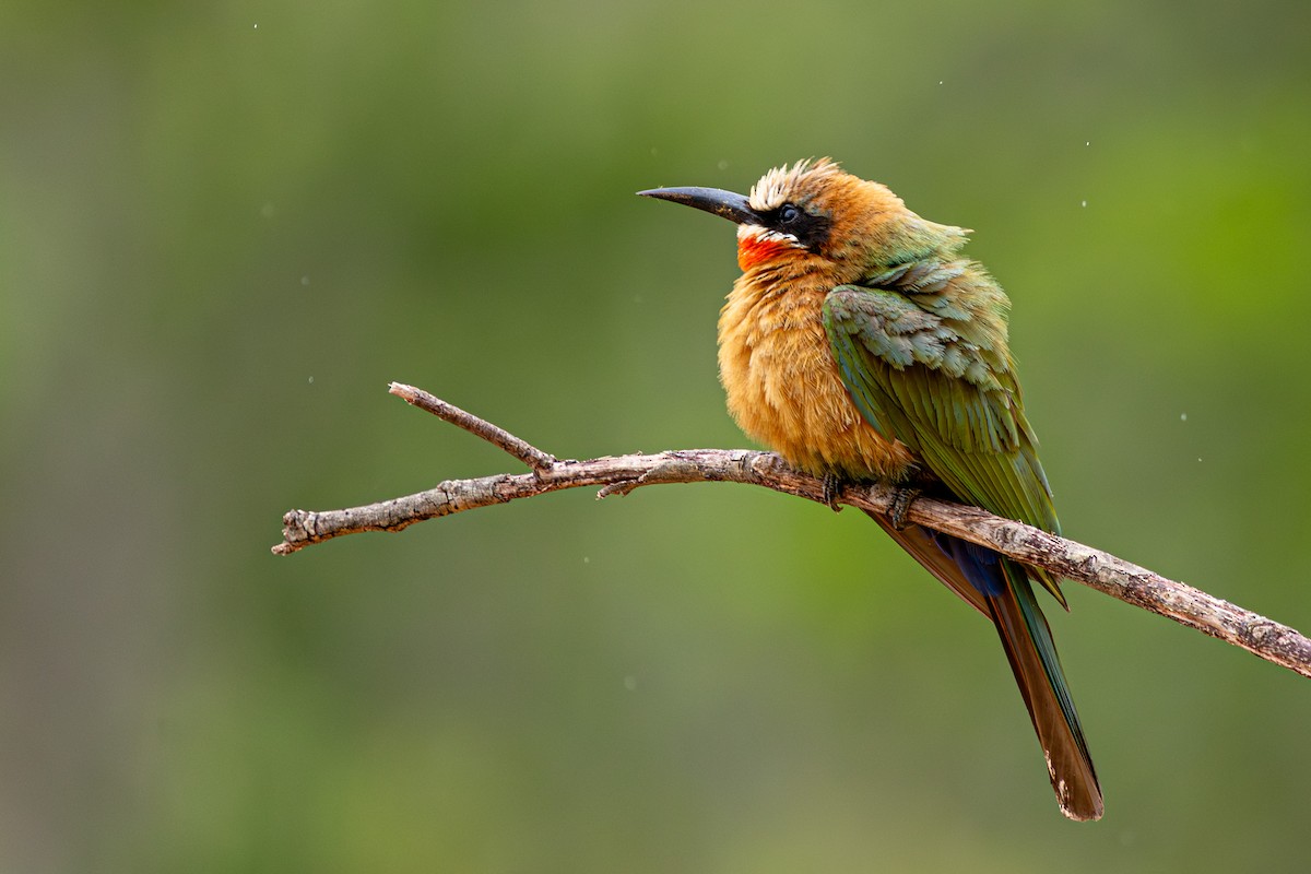 White-fronted Bee-eater - ML645084733