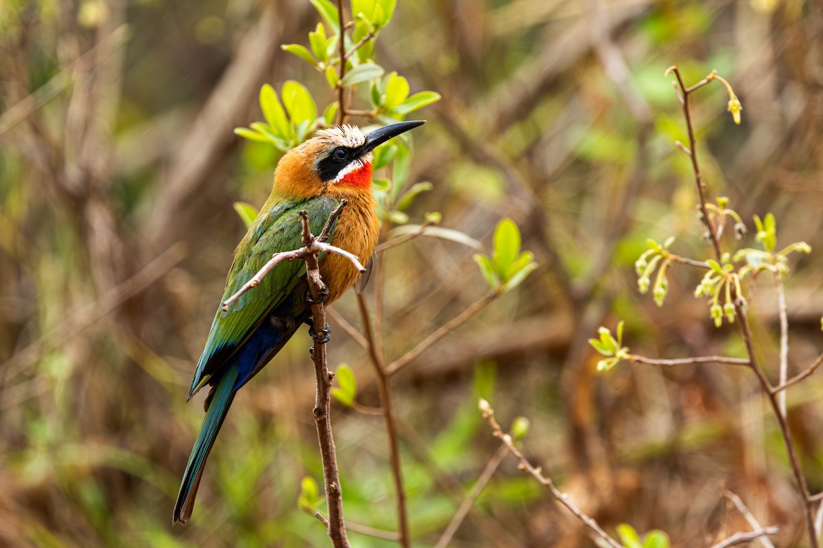 White-fronted Bee-eater - ML645084734