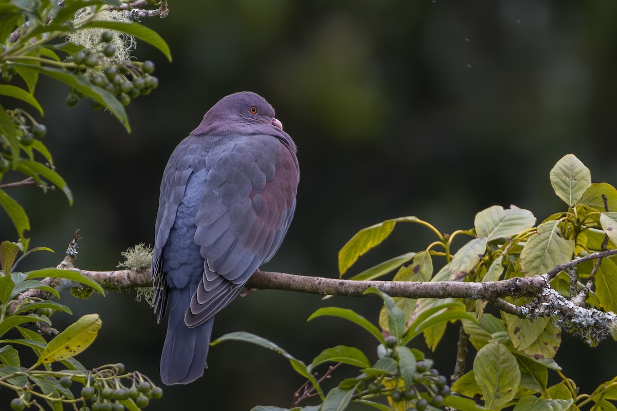 Red-billed Pigeon - ML645084735