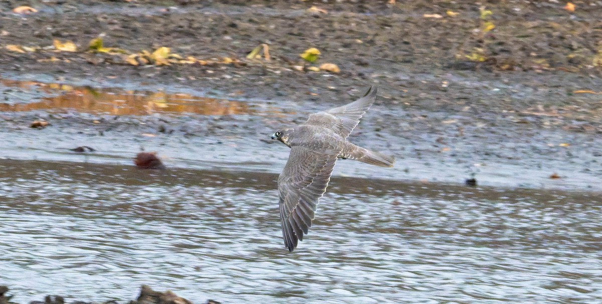 Peregrine Falcon - ML645084741