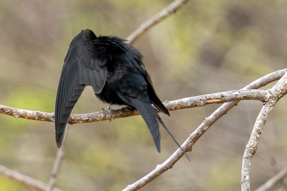 Black Sawwing - ML645084745