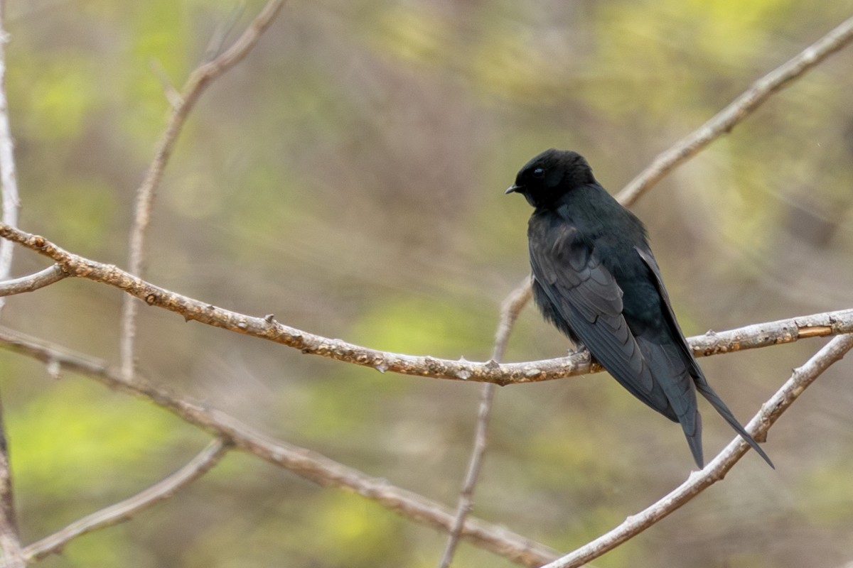 Black Sawwing - ML645084746