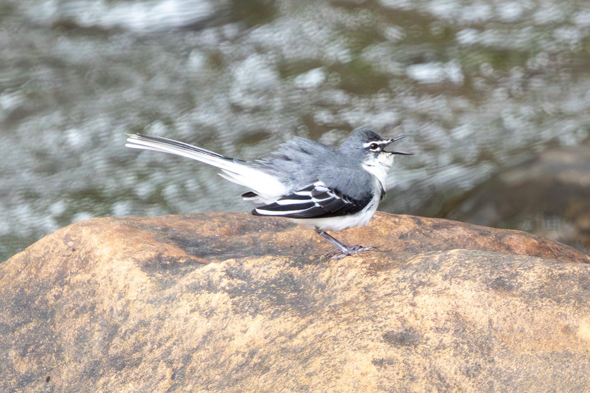 Mountain Wagtail - ML645084764