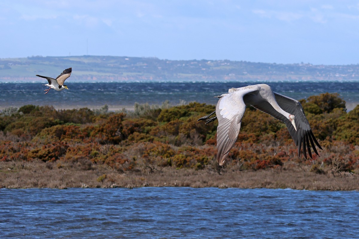 Brolga - ML645084767
