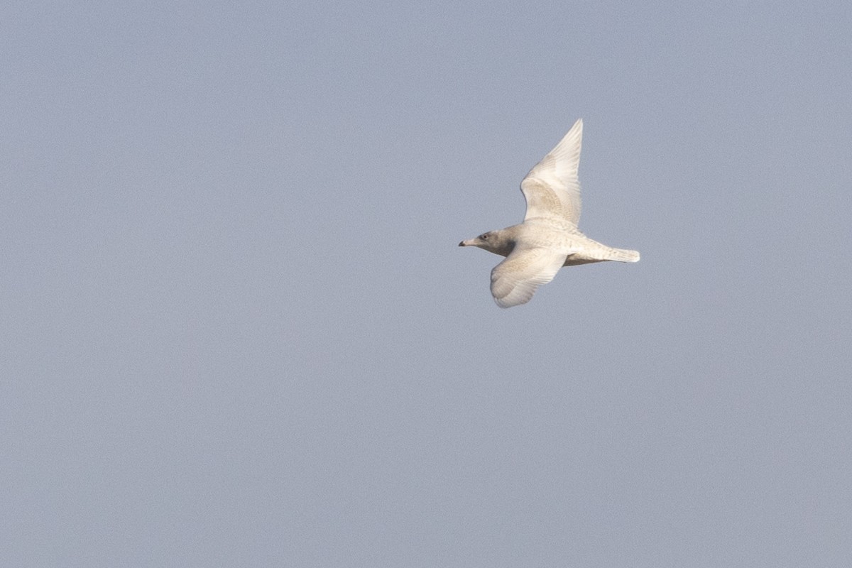 Gavión Hiperbóreo - ML645084768