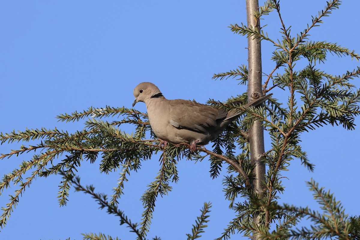 Eurasian Collared-Dove - ML645084770