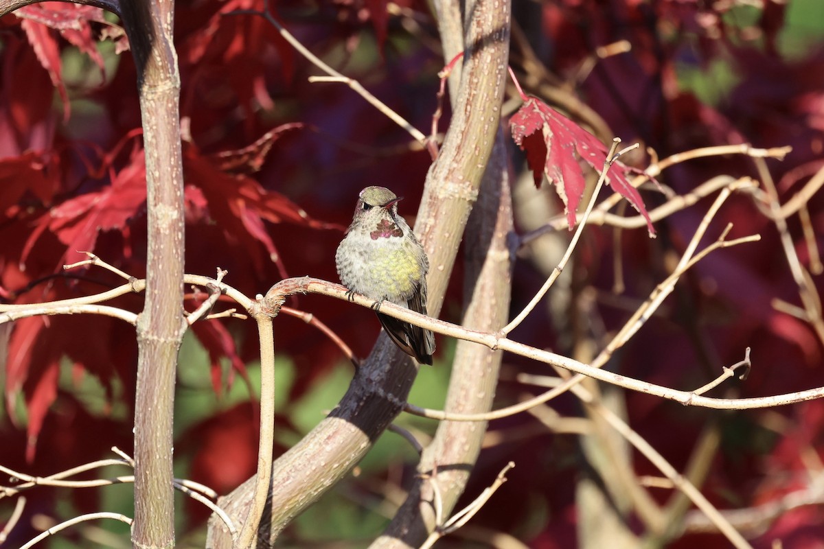 Anna's Hummingbird - ML645084777