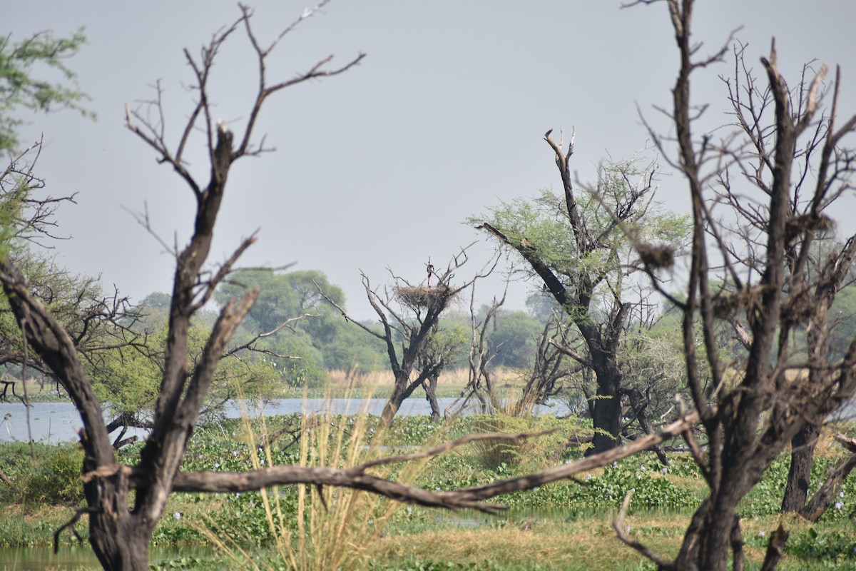 čáp černokrký - ML645084779