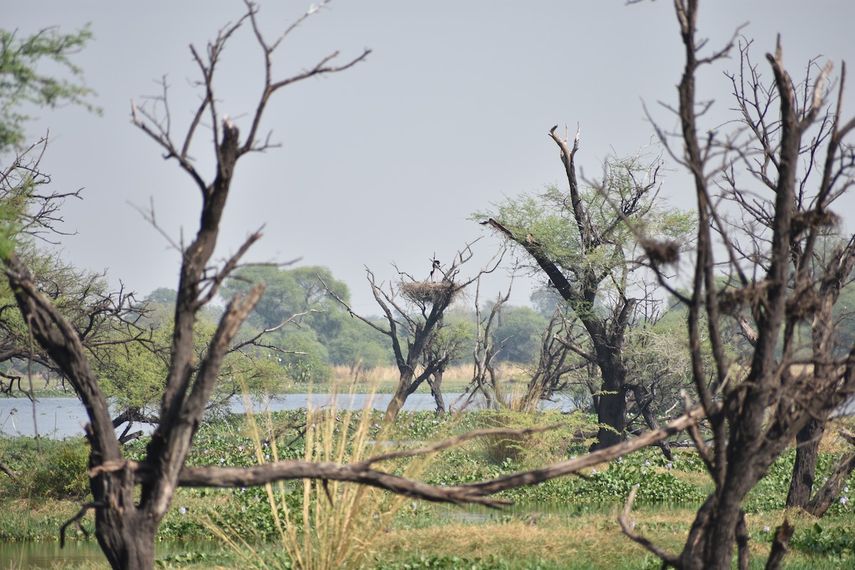 čáp černokrký - ML645084780