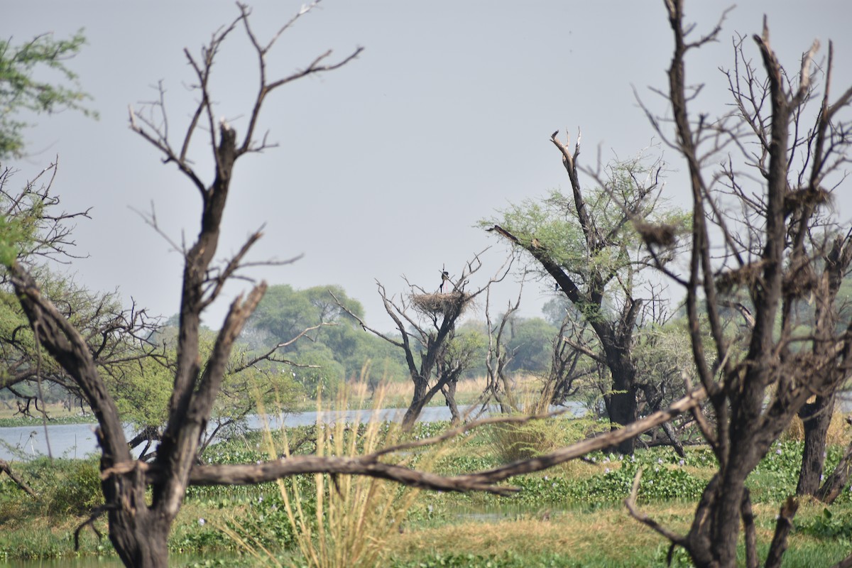 čáp černokrký - ML645084781