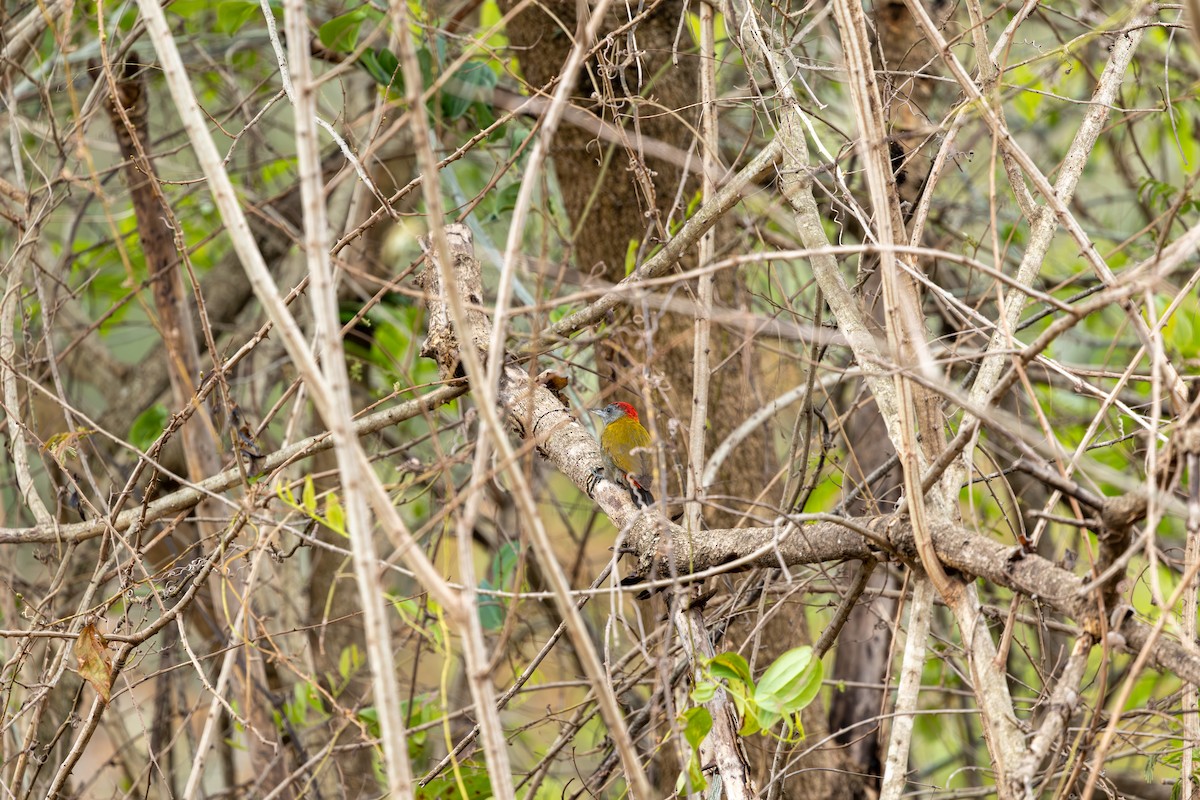 Olive Woodpecker - ML645084785