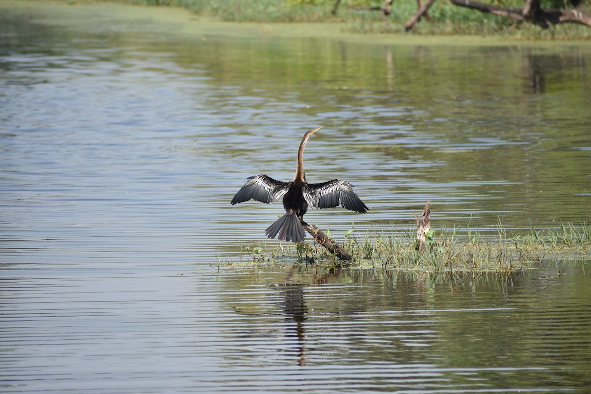Anhinga roux - ML645084795