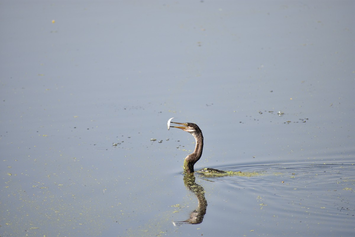 Anhinga roux - ML645084796