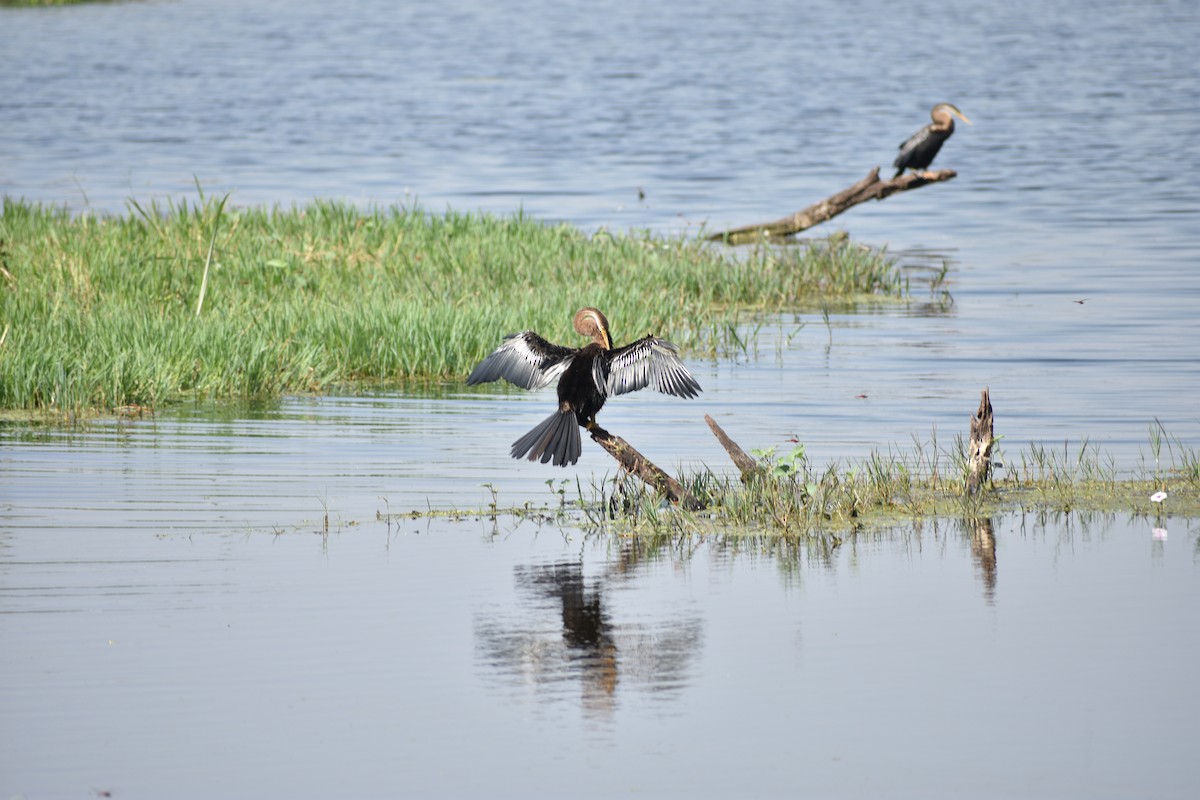 Anhinga roux - ML645084797