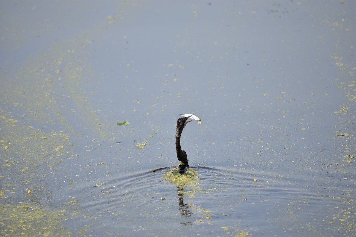 Anhinga roux - ML645084799