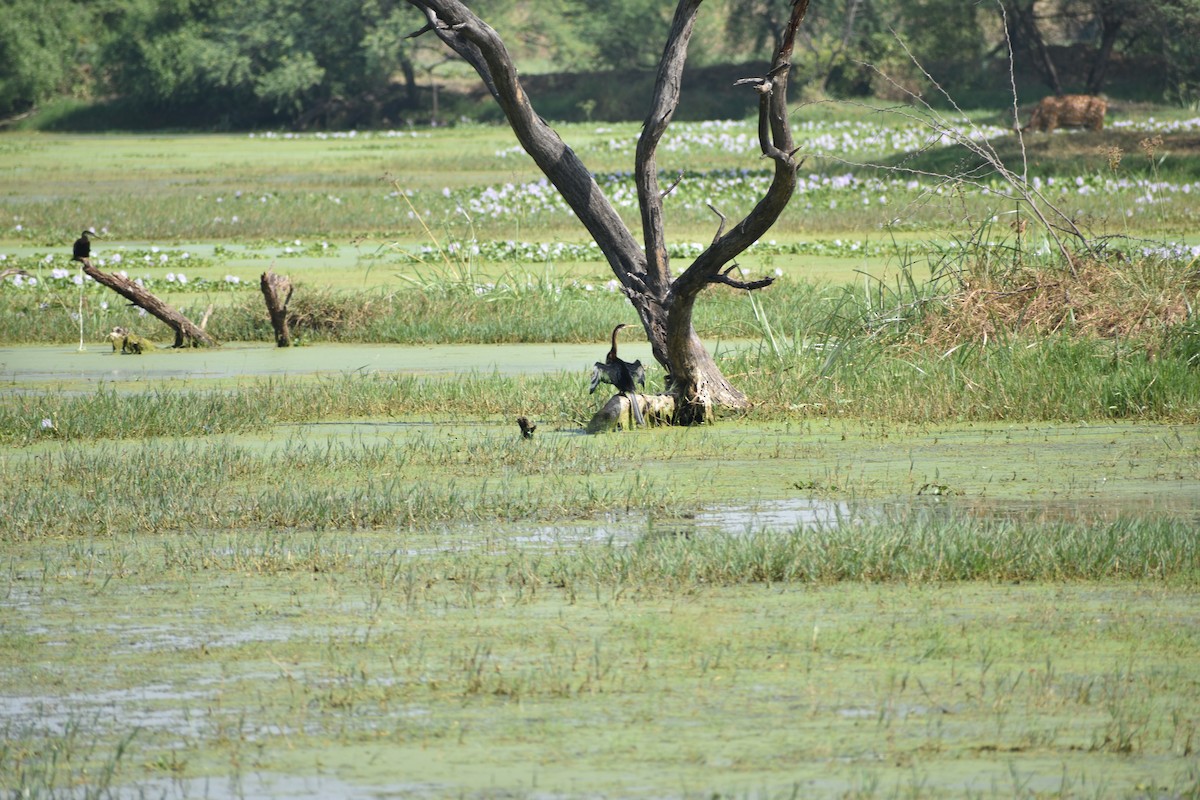Anhinga roux - ML645084800