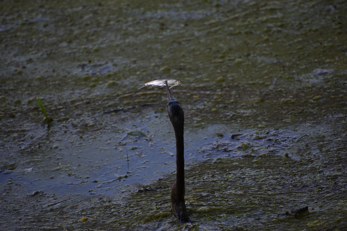 Anhinga roux - ML645084802