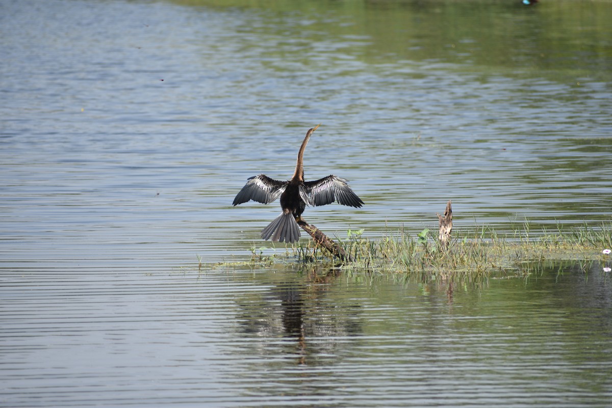 Anhinga roux - ML645084803