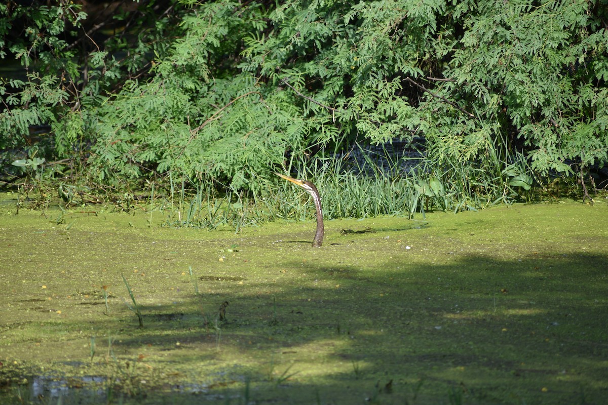 Anhinga roux - ML645084804