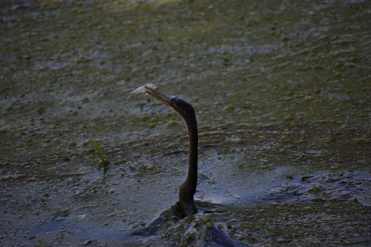 Anhinga roux - ML645084807