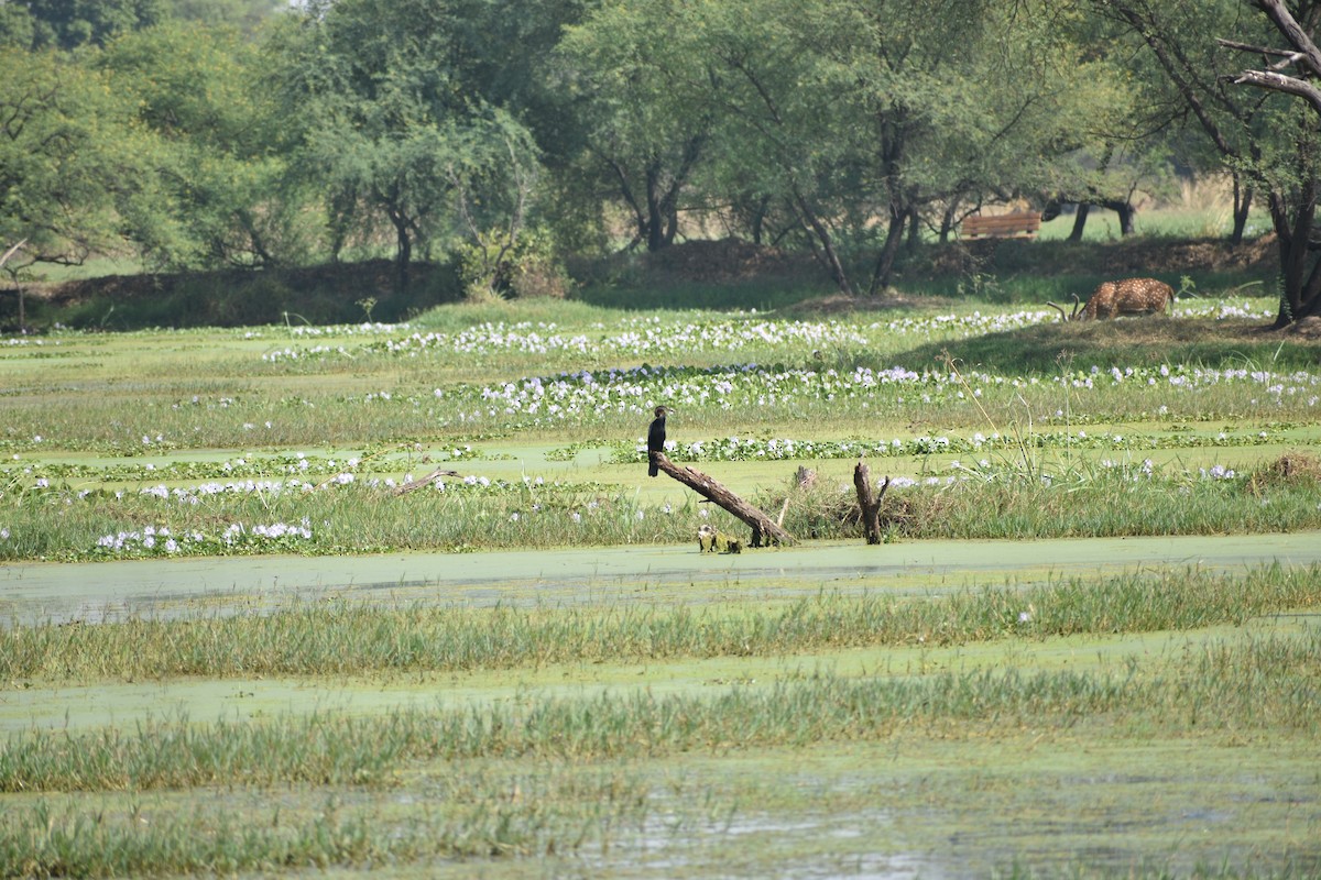 Anhinga roux - ML645084808