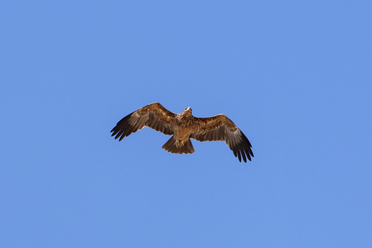 Tawny Eagle - ML645084815