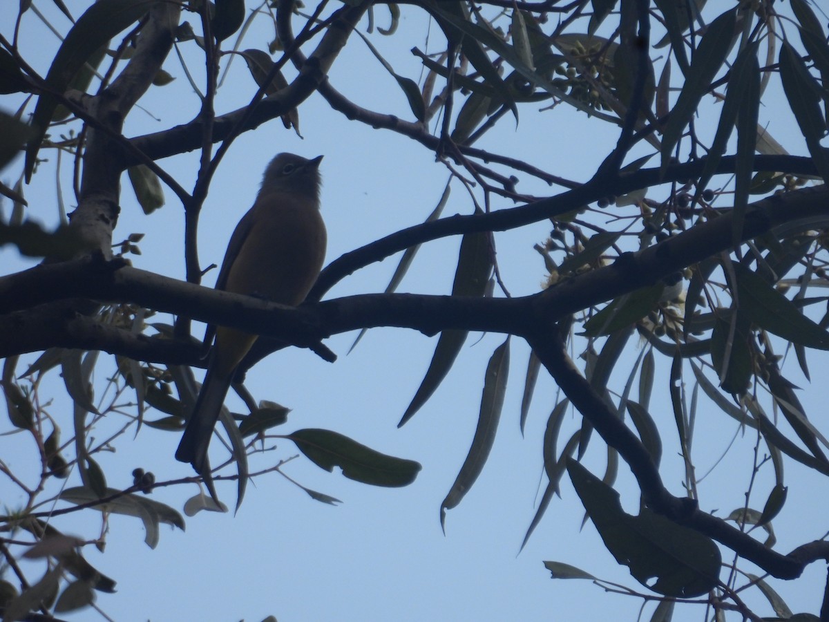 Gray Silky-flycatcher - ML645084816