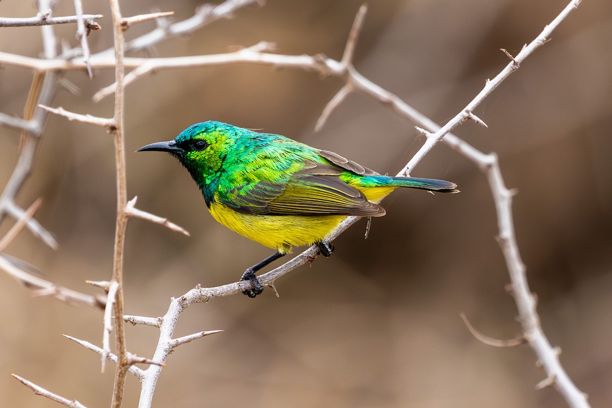 Саїманга зеленовола - ML645084822