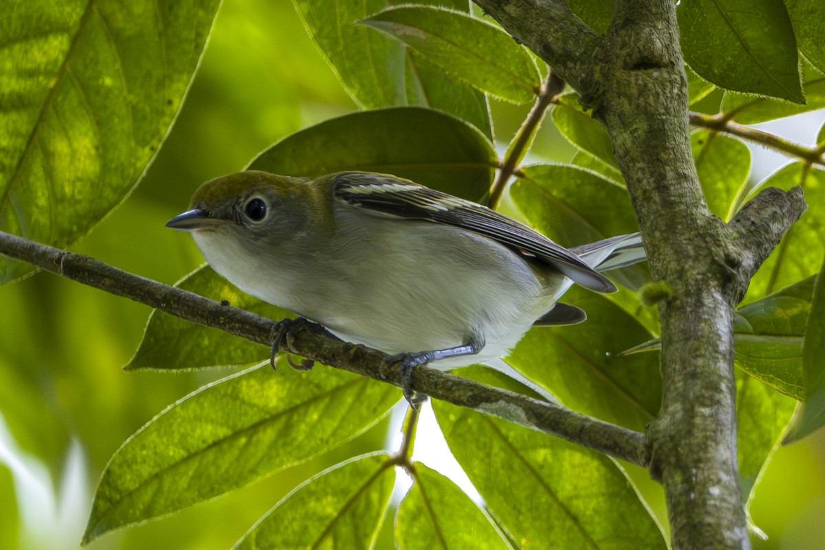 ワキチャアメリカムシクイ - ML645084823