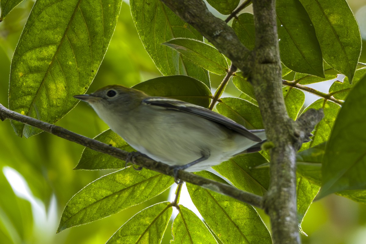 ワキチャアメリカムシクイ - ML645084824