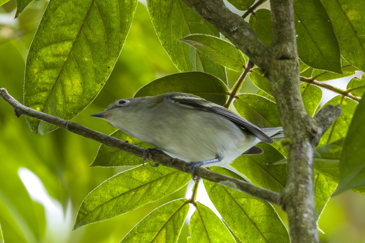 ワキチャアメリカムシクイ - ML645084825