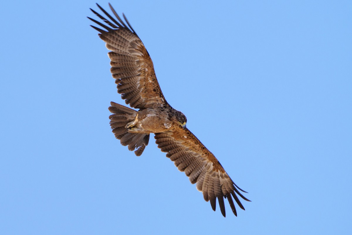 Tawny Eagle - ML645084828
