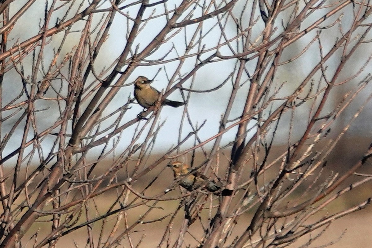 Rusty Blackbird - ML645084829