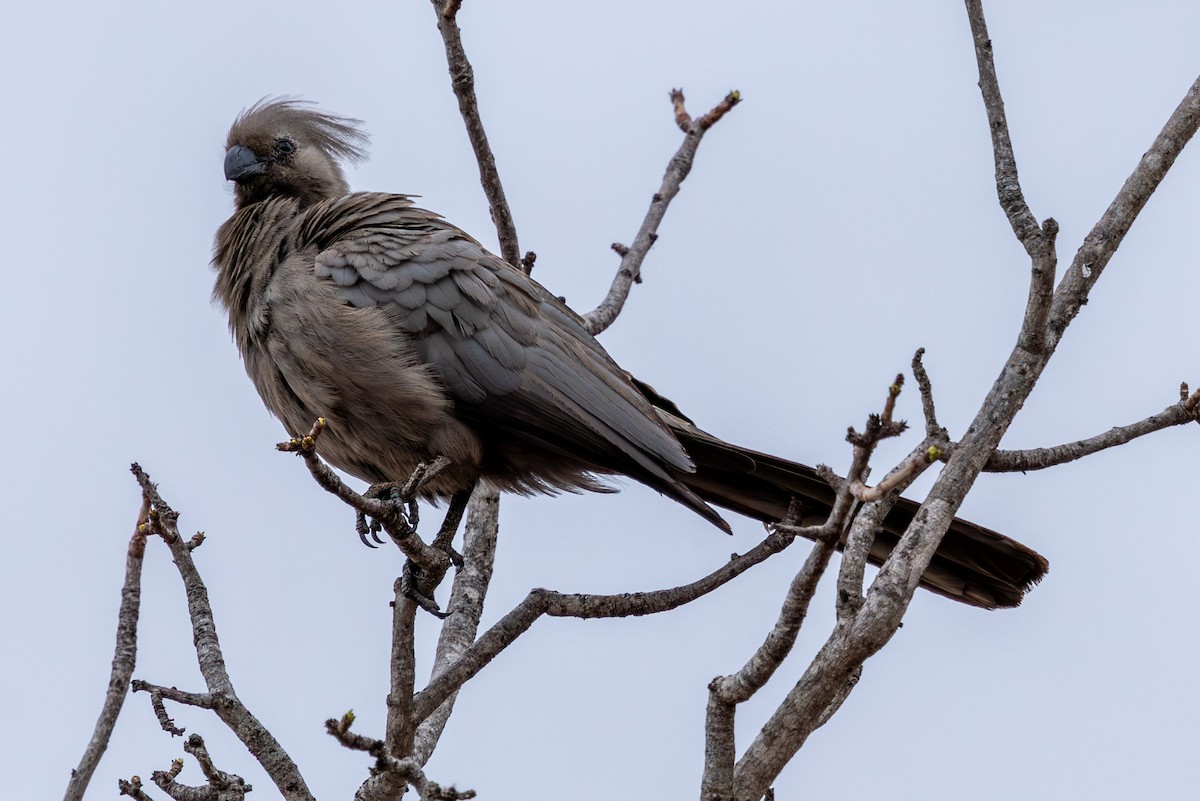 Gray Go-away-bird - ML645084842