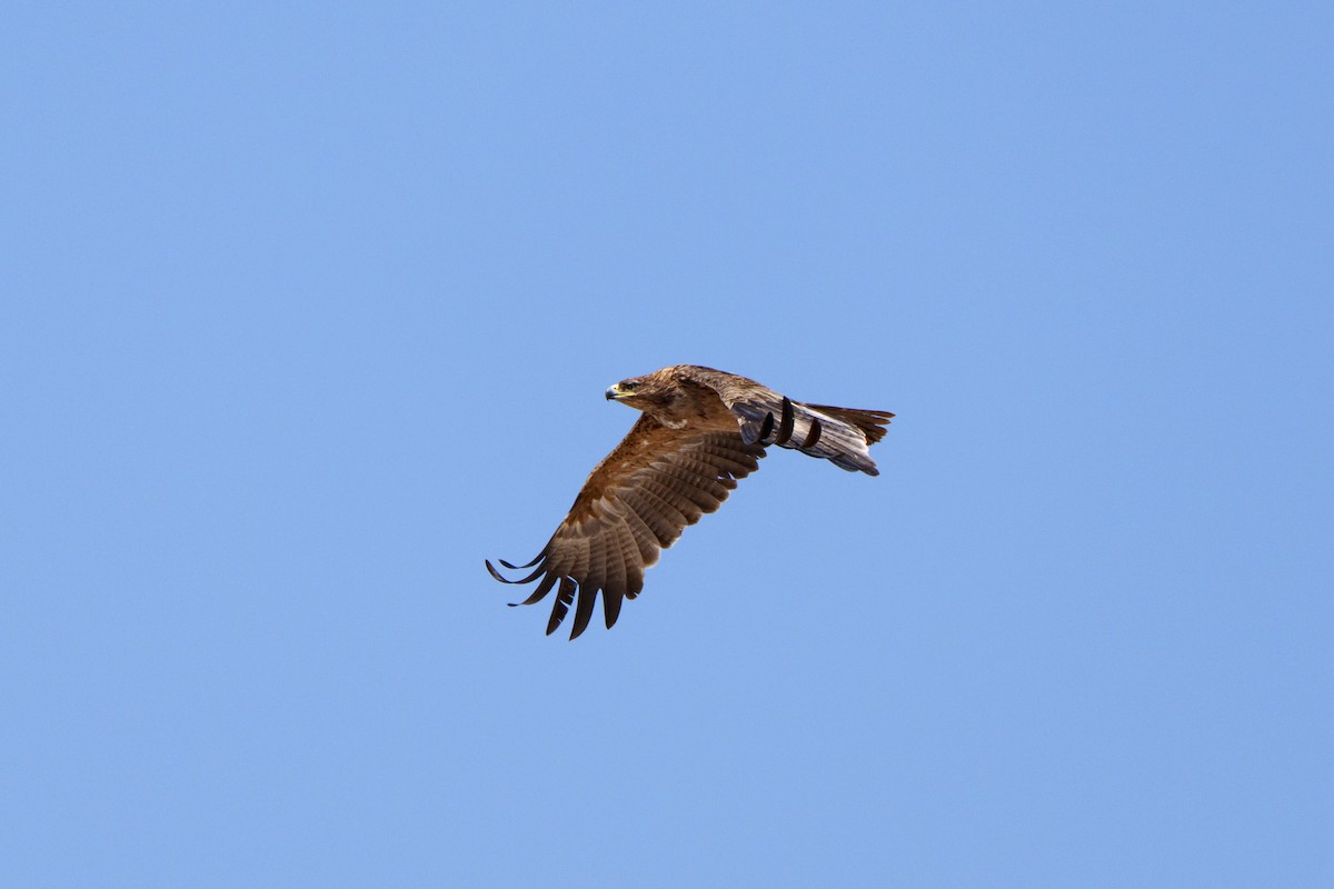 Tawny Eagle - ML645084843