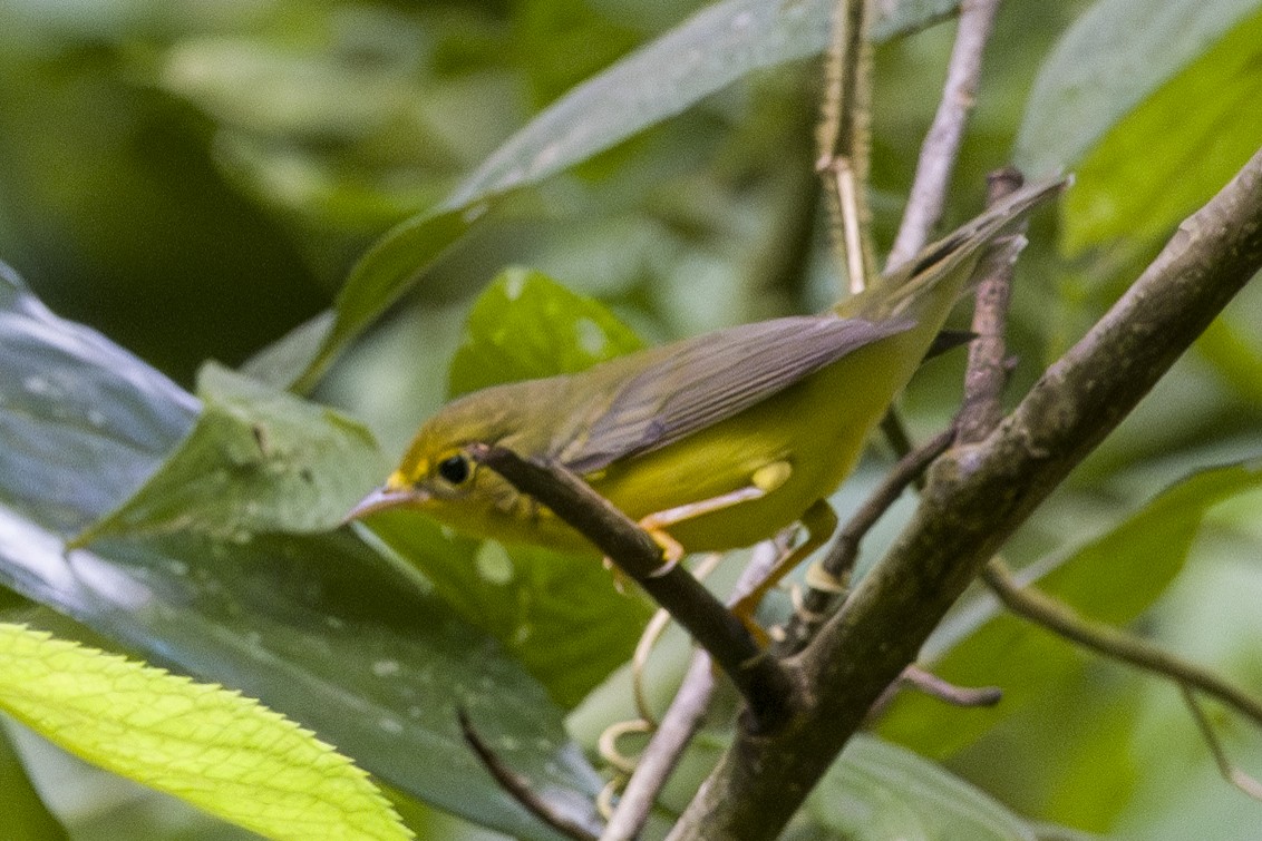 Mourning Warbler - ML645084846