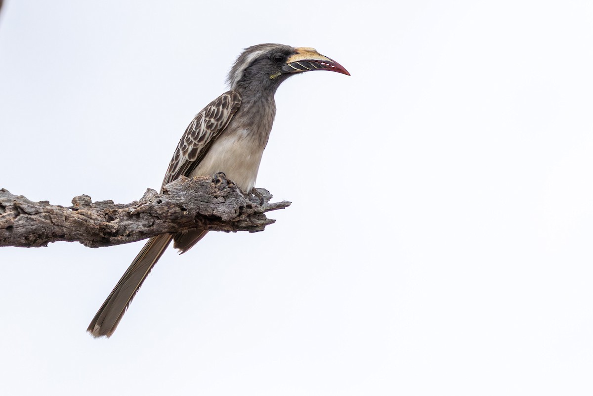 African Gray Hornbill - ML645084847