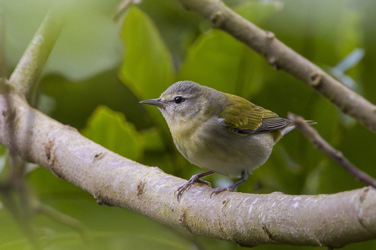 Tennessee Warbler - ML645084851
