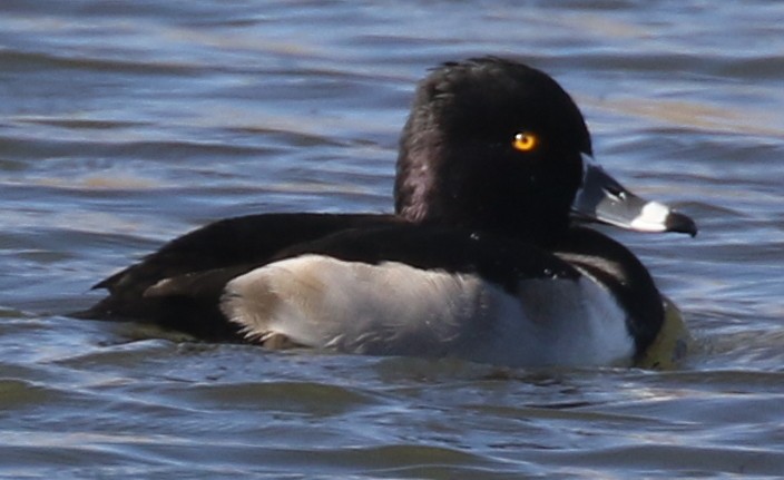 Ring-necked Duck - ML645084857