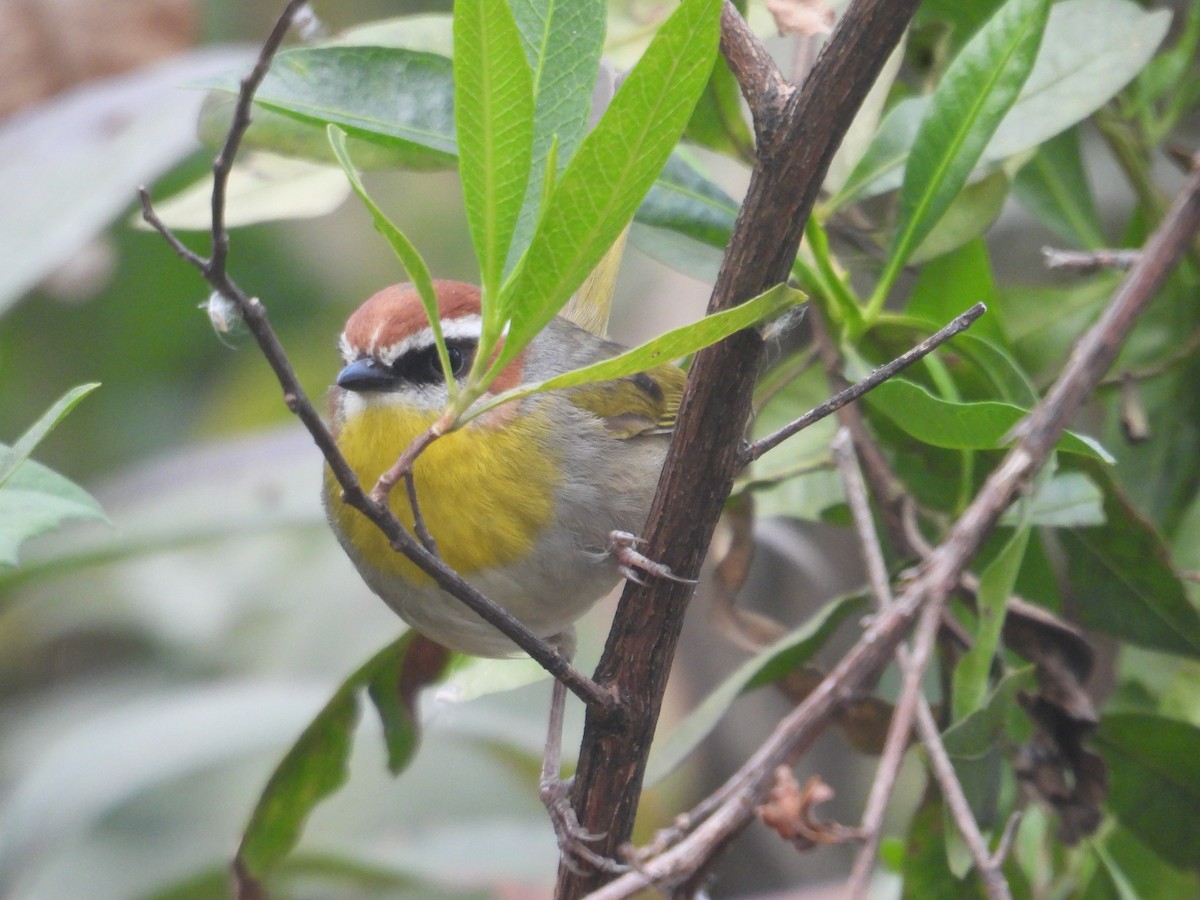 Rufous-capped Warbler - ML645084863