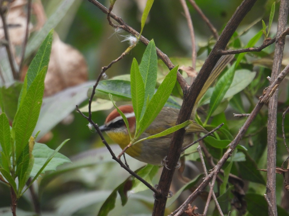 Rufous-capped Warbler - ML645084864