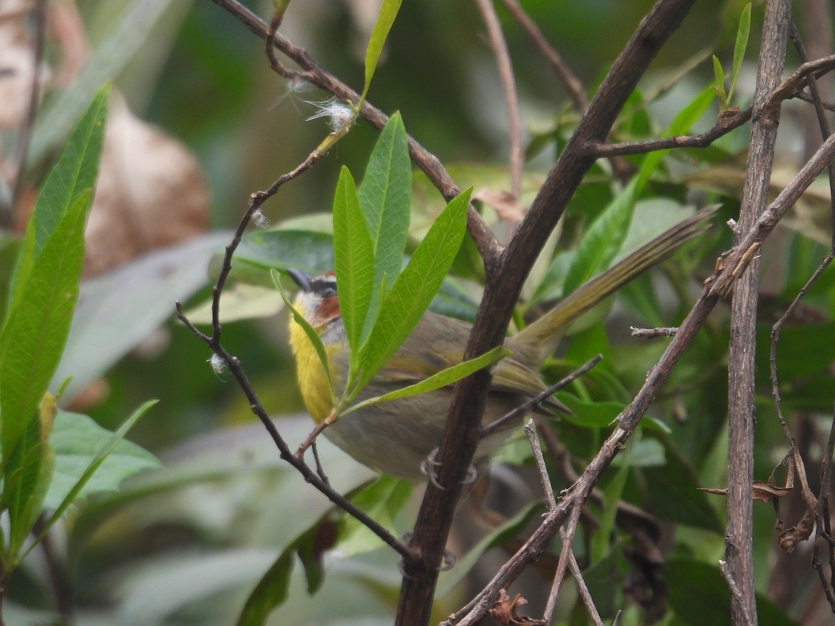Rufous-capped Warbler - ML645084865