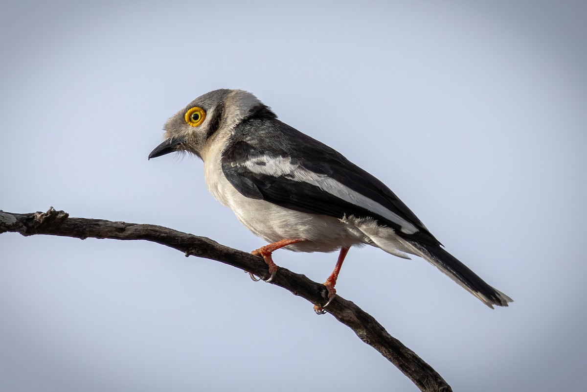 White-crested Helmetshrike - ML645084866