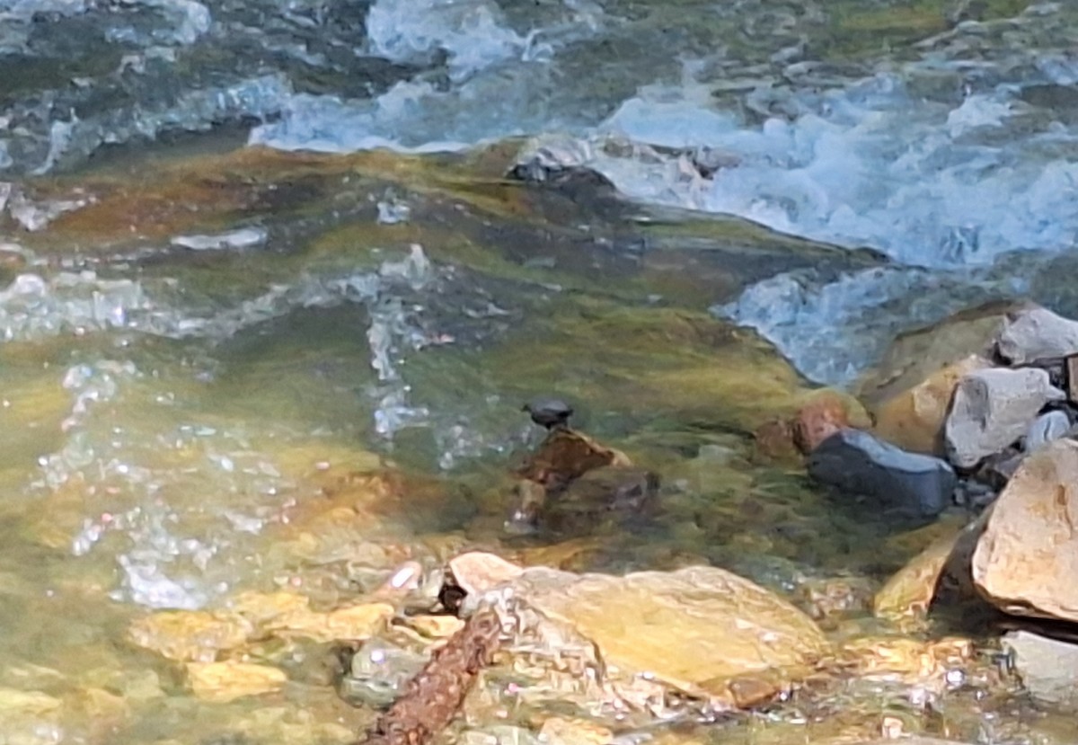American Dipper - ML645084872