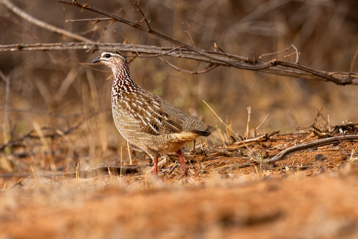 Crested Francolin - ML645084873