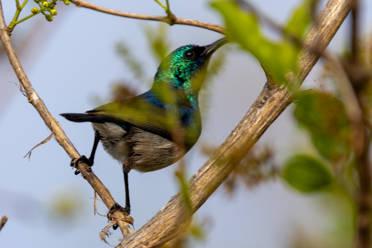 White-bellied Sunbird - ML645084885