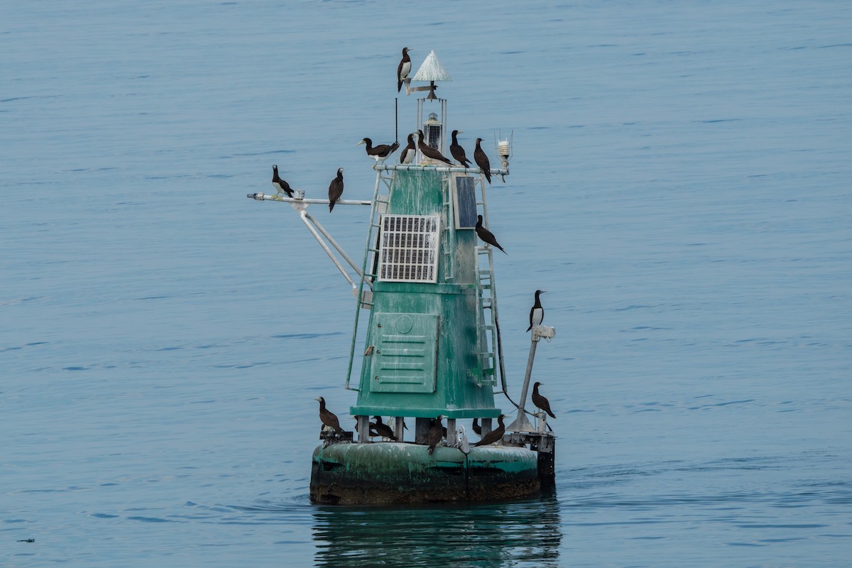 Бурая олуша - ML645084900