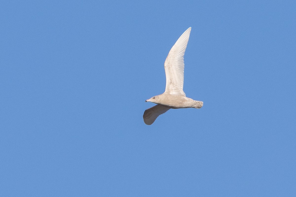 Gavión Hiperbóreo - ML645084907