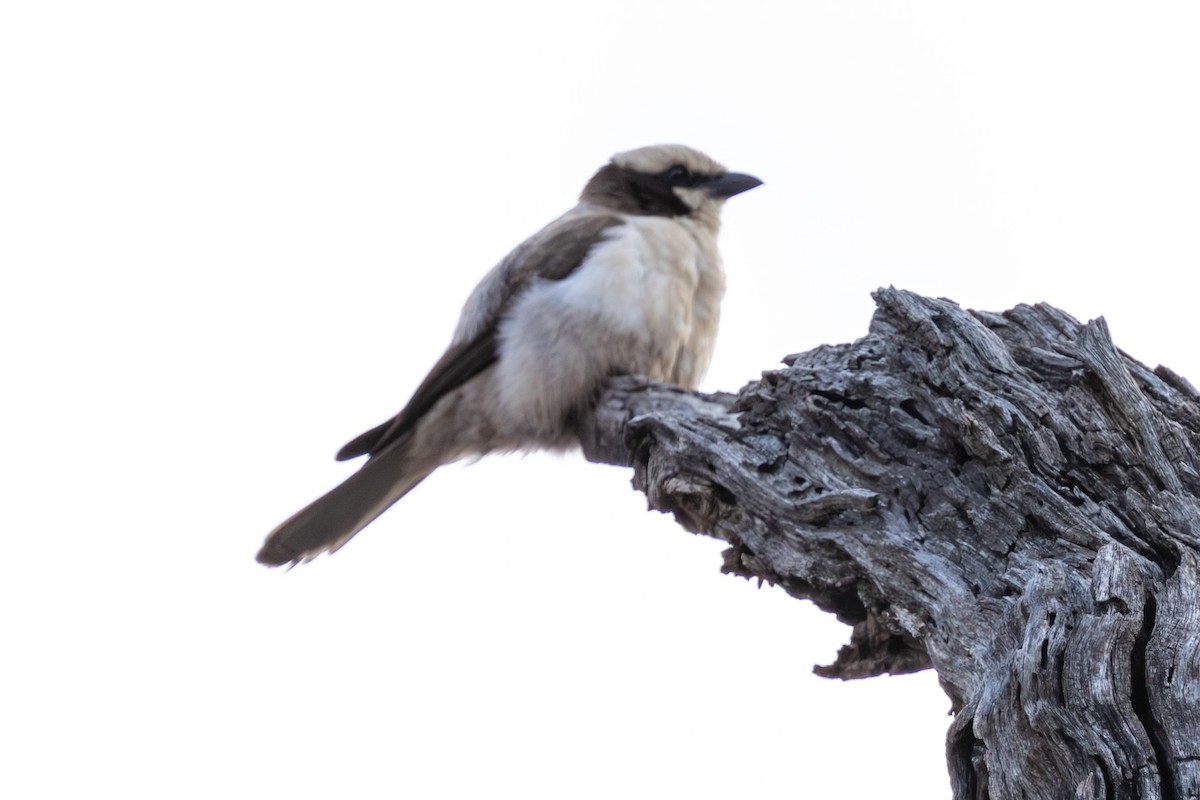 White-crowned Shrike - ML645084912