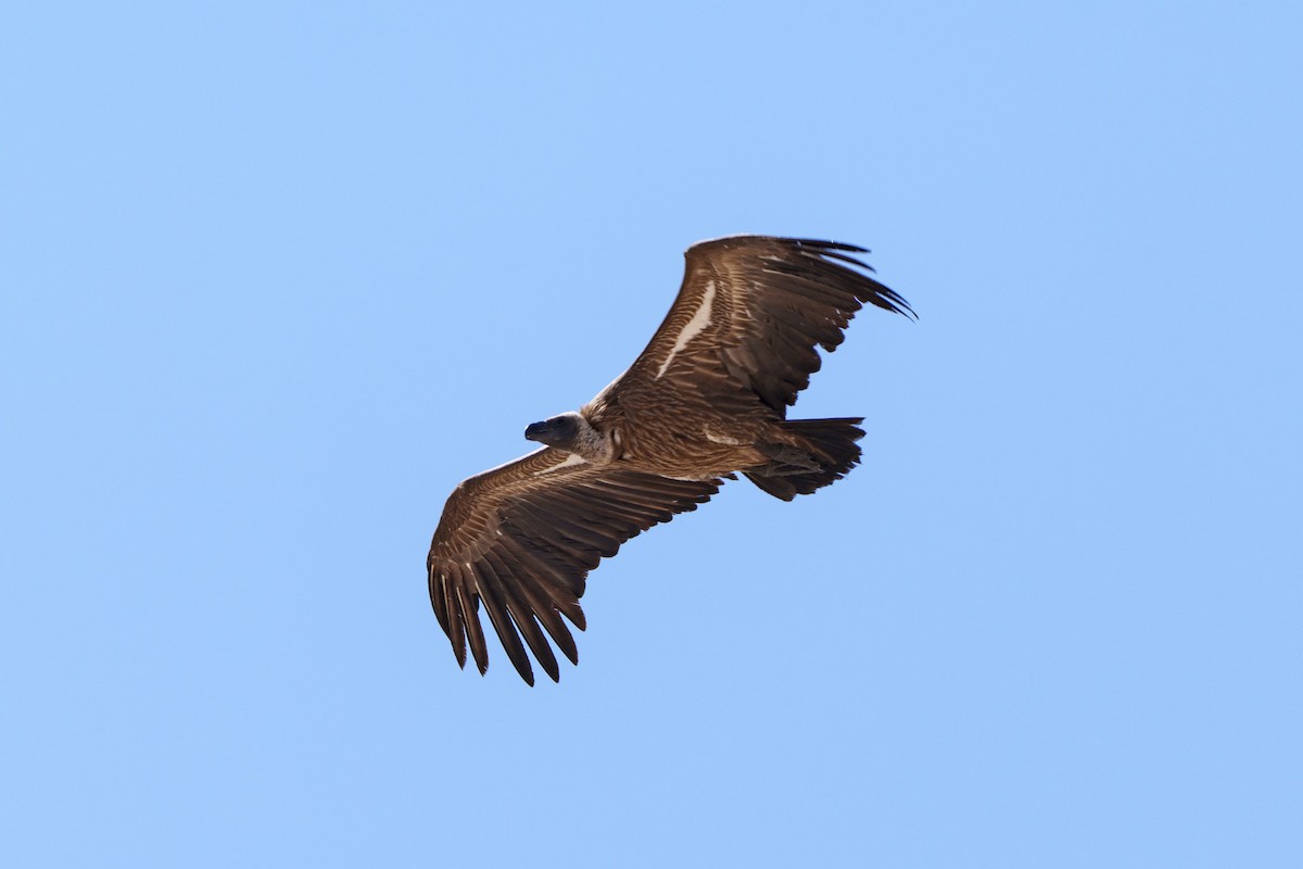 Ak Sırtlı Akbaba - ML645084914